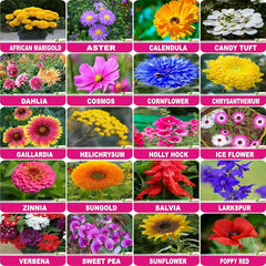 Plant Seeds Outdoor Combo of 20 Packet of Seeds Garden Flower - Branzia Herbs