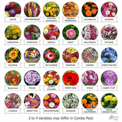 Kraft Seeds Fresh Garden Flower Seeds - Branzia Herbs
