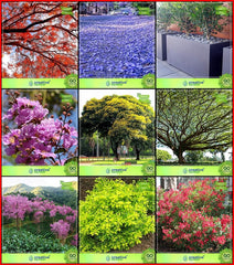 Creative Farmer Garden Flower Seeds All Season Combo Flower Tree and Tree Seeds : Jacaranda, Gulmohar, Orange Jessamine, Pride Of India, Peltophorum, Raintree, Prunus Puddum, - Branzia Herbs