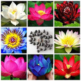 Lotus Mixed Color Flower Seeds Pack of 57 Seeds - Branzia Herbs