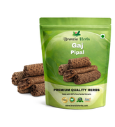 Gaj Pipal - Gajpeepal - Gaj Peepal - Piper Chaba - Scindapsus Officinalis - Branzia Herbs