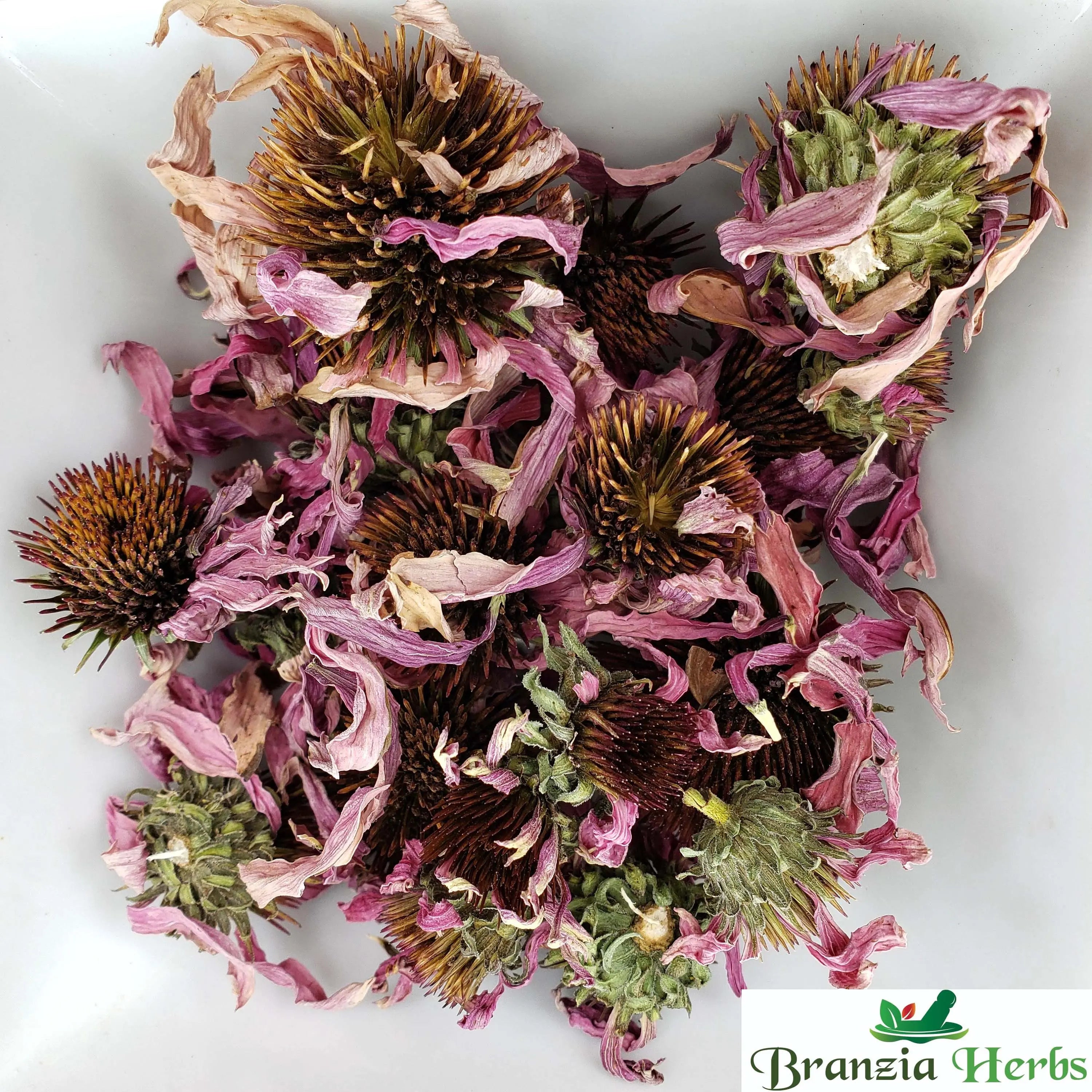 Echinacea - Echinacea purpurea - Purple coneflower - Branzia Herbs