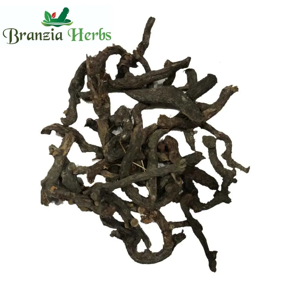 Bisfaij | Brake Root | Polypodium vulgare Linn - Branzia Herbs