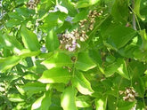 syed garden pongamia pinnata pungan seeds, tree seed Seed (50 per packet) - Branzia Herbs
