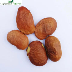syed garden pongamia pinnata pungan seeds, tree seed Seed (50 per packet) - Branzia Herbs