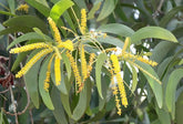 Acacia auriculiformis Tree Seed Seeds- Australian wattle tree seeds - (Acacia auriculiformis Seeds) - Branzia Herbs