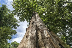 Burma Teak Wood (Treated Seeds) Seeds - Branzia Herbs