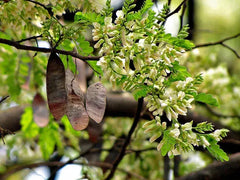 Dalbergia Latifolia( Rose Wood) Tree Seed - Branzia Herbs