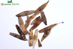 Dalbergia Latifolia( Rose Wood) Tree Seed - Branzia Herbs
