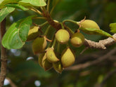 Madhuca Longifolia Seeds - Branzia Herbs