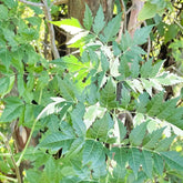 Melia Dubia Tree Seed , Malabar Neem Seed - Branzia Herbs