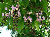Pongamia Pinnata (Pungam) Tree Seeds - Branzia Herbs