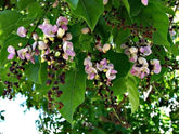 Pongamia Pinnata (Pungam) Tree Seeds - Branzia Herbs