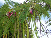 Sesbania Grandiflora (Agathi Red Flower) Tree Seed - Branzia Herbs
