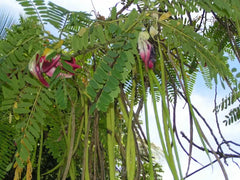 Sesbania Grandiflora (Agathi Red Flower) Tree Seed - Branzia Herbs