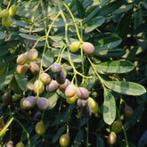 Simarouba Glauca (Paradise Tree) Tree Seeds - Branzia Herbs