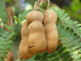 Tamarindus Indica Tamarind Seed - Branzia Herbs