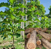 Teakwood Tree Seed - Branzia Herbs