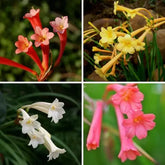 "Ifafa Lily Mix Color Flower Bulbs " - Branzia Herbs