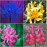 "Lycoris Lily Mixed Color Flower Bulb " - Branzia Herbs