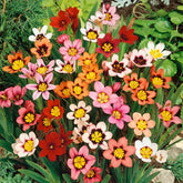 "Sparaxis Flower Bulb Mix Colour " - Branzia Herbs