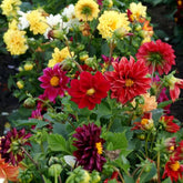 Dahlia Mixed Color Flower Seeds - Branzia Herbs