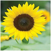 "Sunflower Single Miniature Flower Seeds " - Branzia Herbs