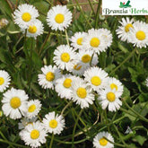 "Daisy Mixed Color Flower Seeds " - Branzia Herbs