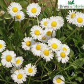 "Daisy Mixed Color Flower Seeds " - Branzia Herbs