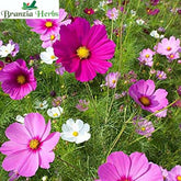"Cosmos Mixed Color Flower Seeds " - Branzia Herbs