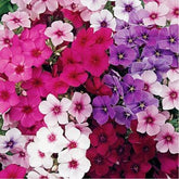 "Phlox Mixed Color Flower Seeds " - Branzia Herbs