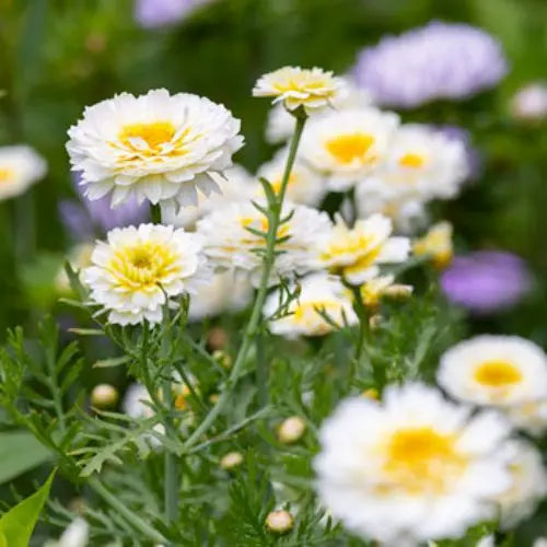 white chrysanthemum flower seeds Chrysanthemum Double Mixed Color Flower Seeds "