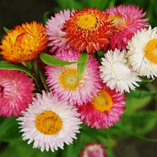 paper with flower seeds Paper Flower Helichrysum Bracteatum Mix Color Flower Seeds "