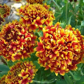 "Gaillardia Finest F1 Mixed Color Flower Seeds " - Branzia Herbs