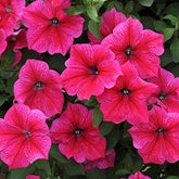 "Petunia Grandiflora Rose Color Flower Seeds " - Branzia Herbs