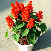 "Salvia Bon Fire Red Color Flower Seeds " - Branzia Herbs