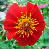 "Tithonia Torch Red Color Flower Seeds " - Branzia Herbs