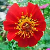 "Tithonia Torch Red Color Flower Seeds " - Branzia Herbs