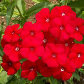 "Phlox Beauty Red Color Flower Seeds " - Branzia Herbs