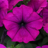 "Petunia Grandiflora Violet Color Flower Seeds " - Branzia Herbs