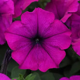 "Petunia Grandiflora Violet Color Flower Seeds " - Branzia Herbs