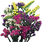 "Statice Pacific Mixed Color Flower Seeds " - Branzia Herbs