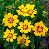 "Coreopsis Flower Seeds " - Branzia Herbs