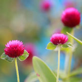 "Gomphrena Purple Color Flower Seeds " - Branzia Herbs