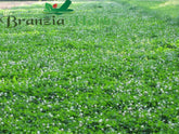 Durana White Clover