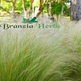 Nassella tenuissima, Mexican Feather Grass