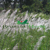 Saccharum Munja Grass, Munja