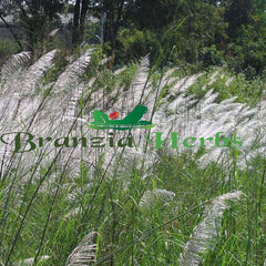 Saccharum Munja Grass, Munja - Branzia Herbs
