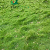 Korean Lawn Grass