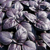 "Basil Purple Color | Herb Seeds " - Branzia Herbs